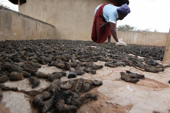 Kinh di mon sau buom Mopane, dac san duoc ua chuong o Zimbabwe-Hinh-5