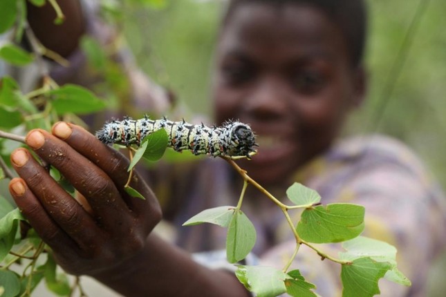 Kinh di mon sau buom Mopane, dac san duoc ua chuong o Zimbabwe-Hinh-7