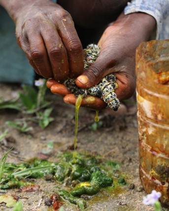 Kinh di mon sau buom Mopane, dac san duoc ua chuong o Zimbabwe-Hinh-8