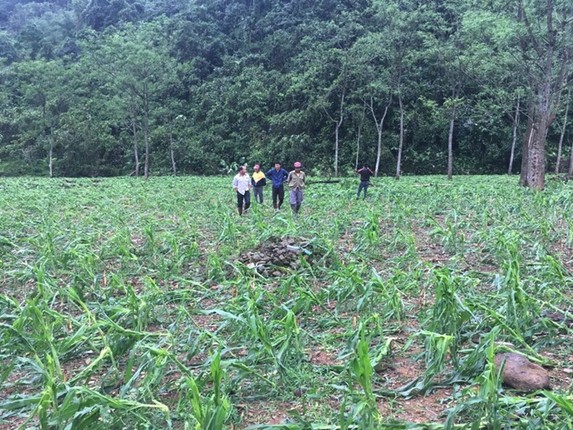 Anh: Nha cua, hoa mau bi pha nat do mua da o Hoa Binh-Hinh-5