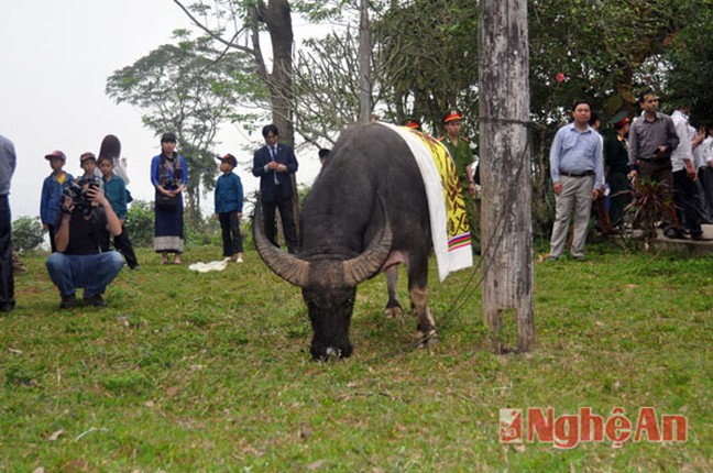 Nhung le hoi dam, choi trau gay tranh cai o Viet Nam-Hinh-9