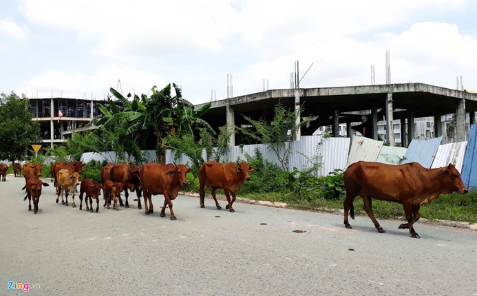 Anh: Thanh pho 1.000ha nhieu nam hoang vang o Binh Duong-Hinh-17