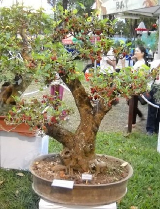 Me man loat bonsai dau tam dep hut mat-Hinh-7