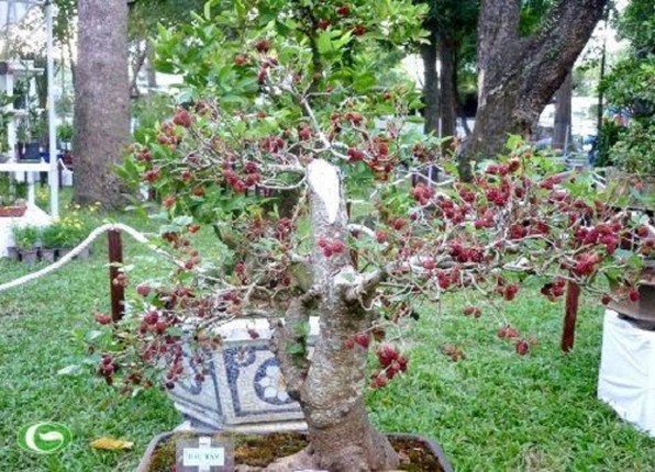 Me man loat bonsai dau tam dep hut mat-Hinh-8