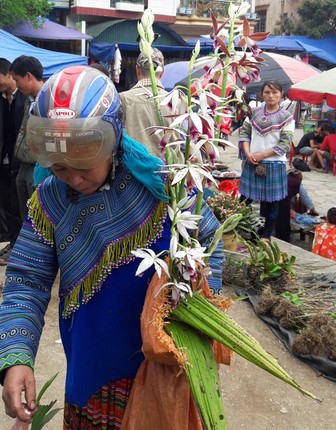 Ngam khu ban hoa lan doc dao o cho phien Bac Ha-Hinh-10