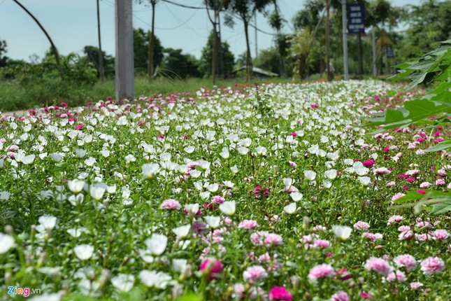 Duong hoa muoi gio dep nhu mo giua Ha Noi-Hinh-4