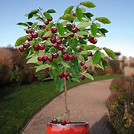 Me tit nhung chau bonsai cherry dep hut mat-Hinh-2