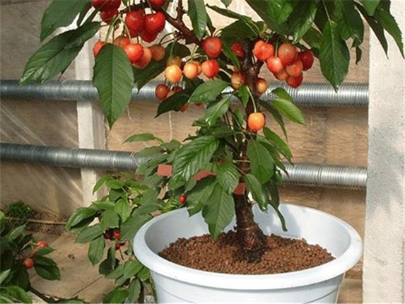 Me tit nhung chau bonsai cherry dep hut mat-Hinh-7