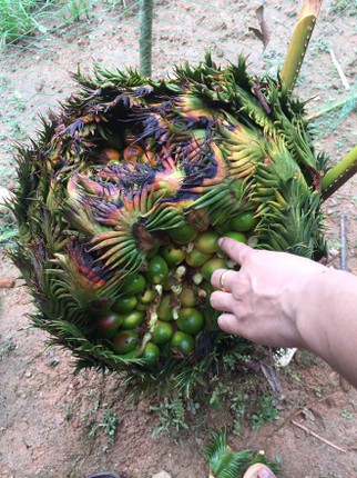 Chu nhan cay van tue “man de” vat trui qua, bieu khach toi xem