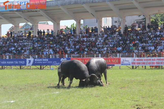 Thot tim nhung khap dau nay lua Le hoi choi Trau Do Son 2017-Hinh-3