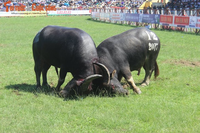 Thot tim nhung khap dau nay lua Le hoi choi Trau Do Son 2017-Hinh-4