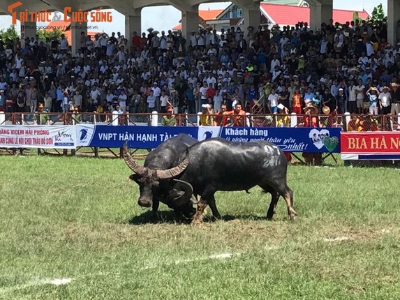 Thot tim nhung khap dau nay lua Le hoi choi Trau Do Son 2017-Hinh-9