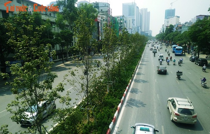 Hang cay phong la do van xanh giua mua thu Ha Noi