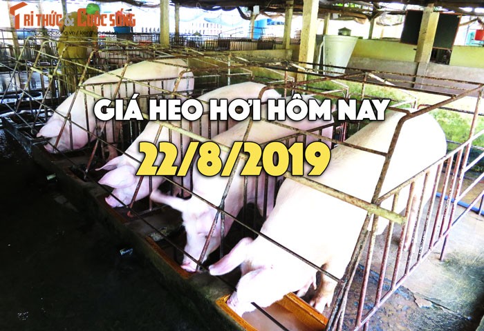 Gia heo hoi hom nay 22/8: Gia heo hoi tai mien Bac tang tro lai, co noi 52.000 dong/kg