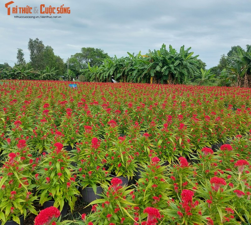 Sac Xuan ruc ro bao trum nhung lang hoa