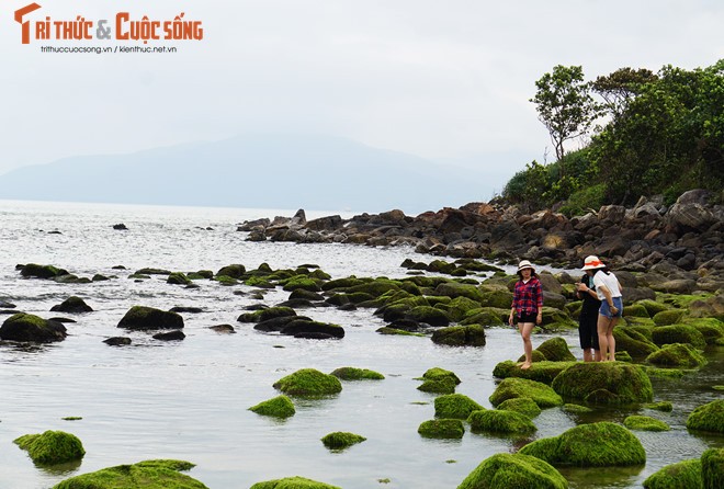 Da Nang trung cau y dan de dieu chinh du an ven bien-Hinh-2